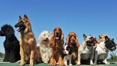 Best Dog Breeds for New Owners in 2024