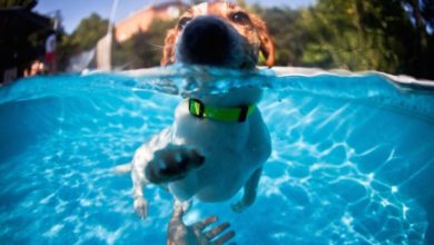 How-to-Teach-Your-Puppy-to-Swim-in-5-Steps-newpetsowners.jpg