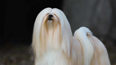 The-Loyal-Lhasa-Apso_A-Regal-Companion_newpetsowners.jpg