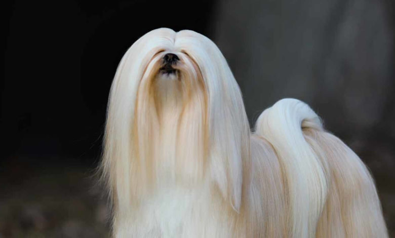 The-Loyal-Lhasa-Apso_A-Regal-Companion_newpetsowners.jpg