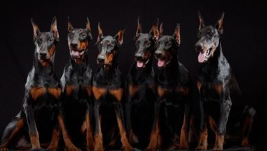 Understanding-the-Loyal-Nature-of-Doberman-Pinschers_newpetsowners-.jpg