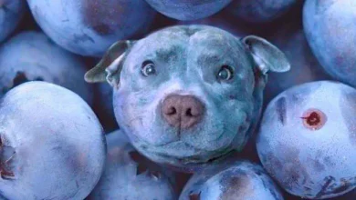 can-dogs-eat-blueberries-newpetsowners_