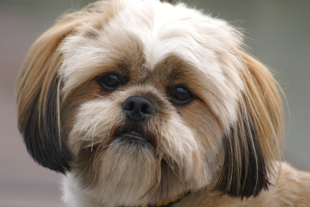 Unveiling the Mystique of the Lhasa Apso Breed