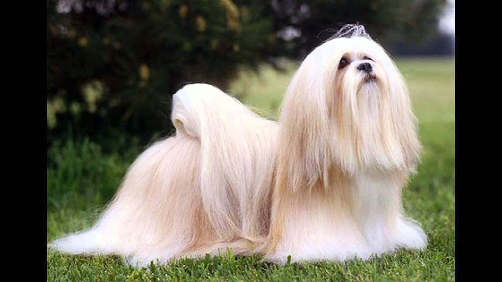 Why the Lhasa Apso Makes a Perfect Family Guardian