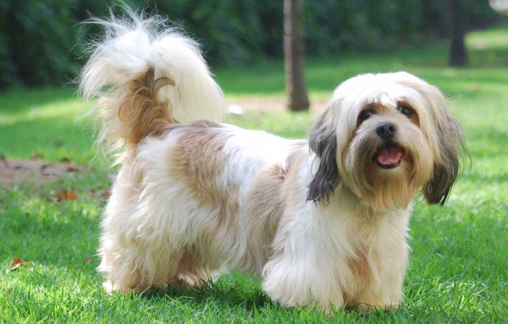 10 FAQ about the Lhasa Apso breed: