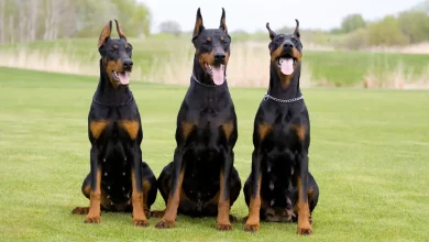 Do-Dobermans-Shed-Tips-and-Tricks-for-Managing-Shedding.webp