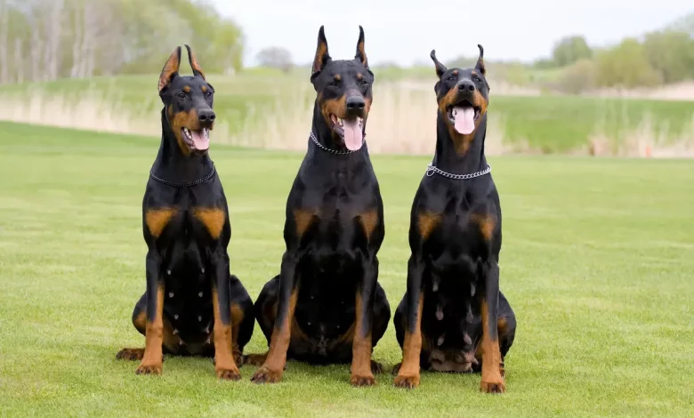 Do-Dobermans-Shed-Tips-and-Tricks-for-Managing-Shedding.webp