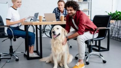 How-to-Successfully-Bring-Your-Dog-to-Work_newpetsowners_.jpg