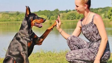 Ultimate-Guide-to-Doberman-Pinscher-Training_-Tips-Techniques-and-Tools.jpg