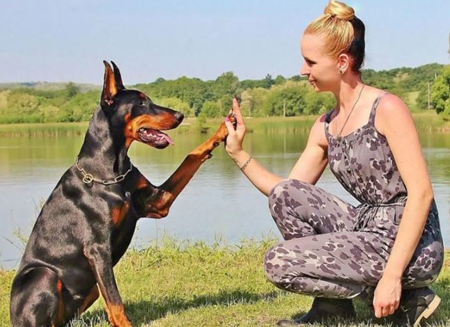 Ultimate-Guide-to-Doberman-Pinscher-Training_-Tips-Techniques-and-Tools.jpg