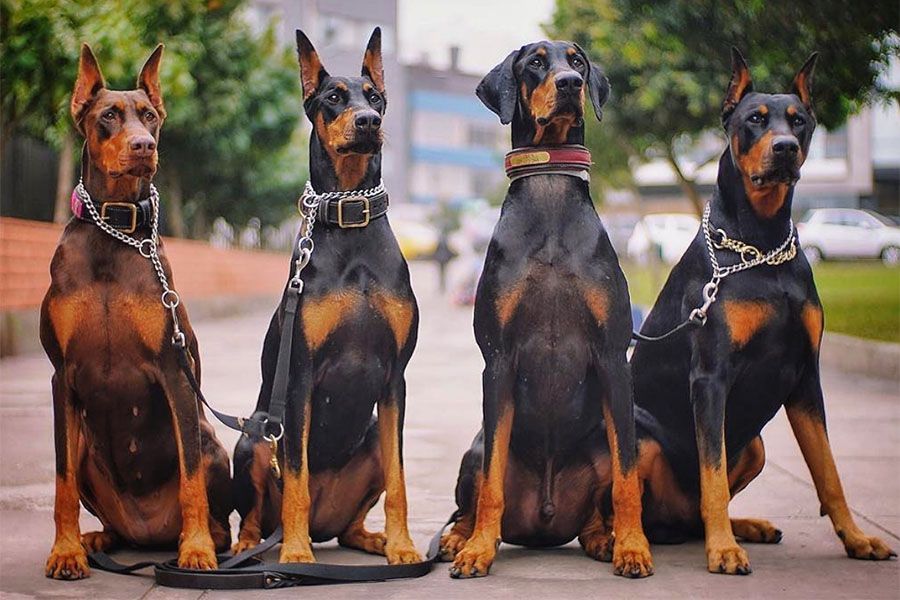 Ultimate-Guide-to-Doberman-Pinscher-Training_Tips-Techniques-and-Tools.jpg