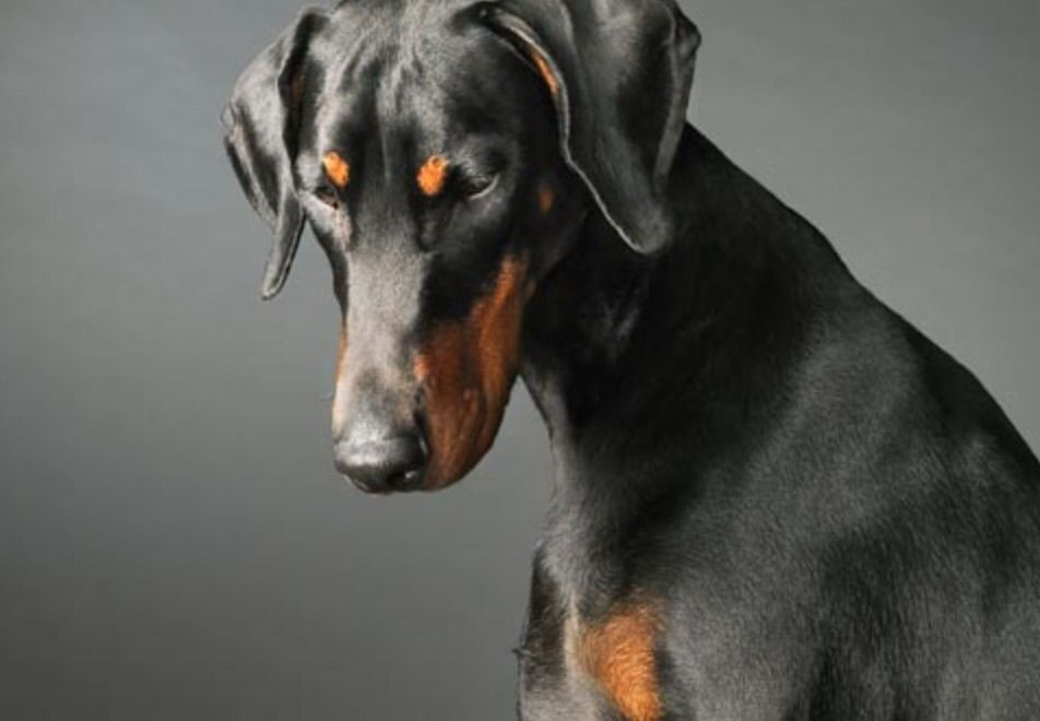 Ultimate Guide to Doberman Pinscher Training: Tips, Techniques, and Tools