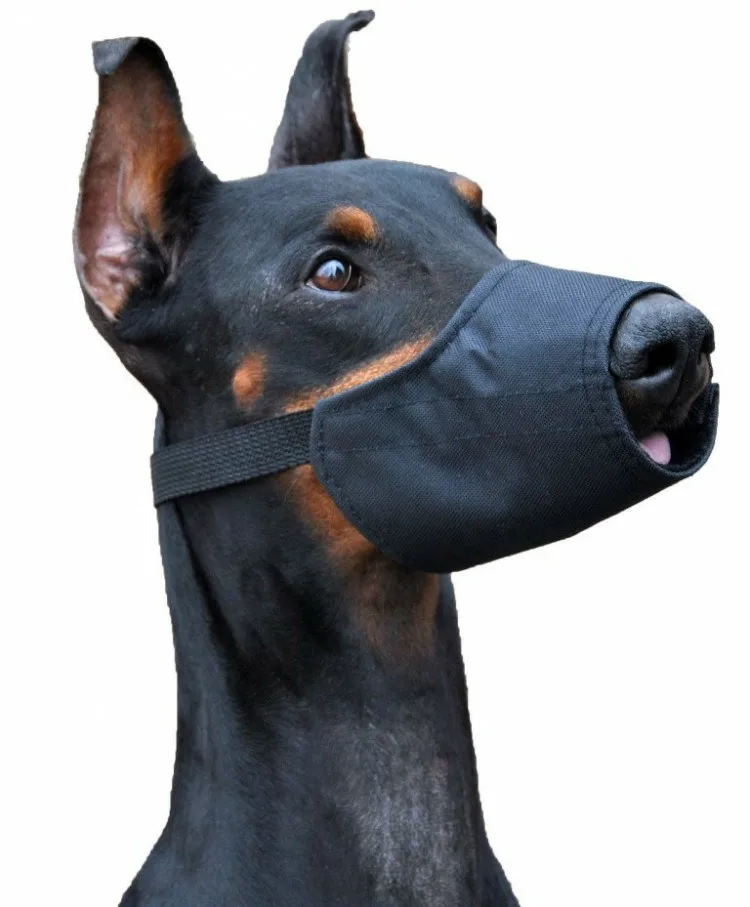 Ultimate Guide to Doberman Pinscher Training: Tips, Techniques, and Tools