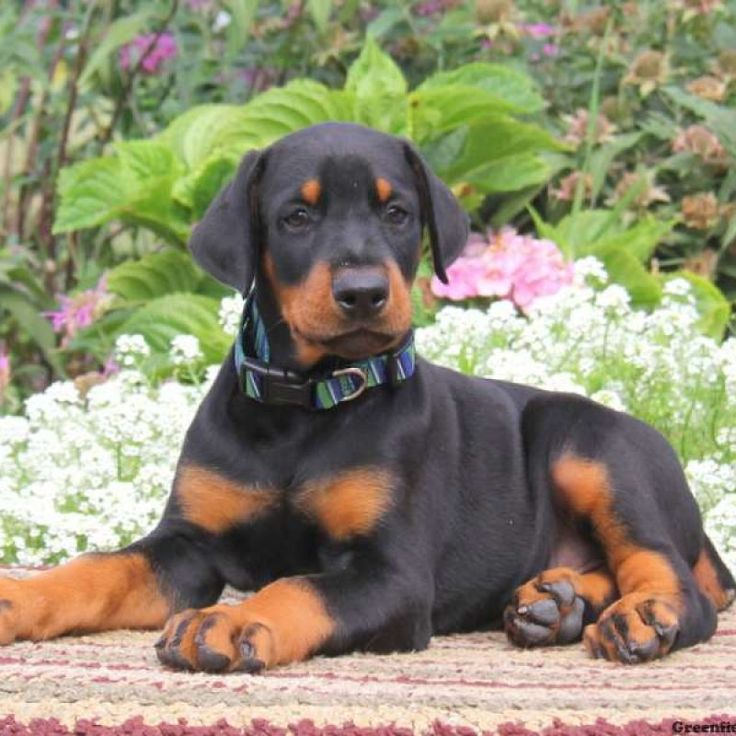 Ultimate Guide to Doberman Pinscher Training: Tips, Techniques, and Tools