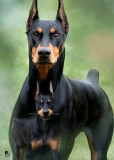 Ultimate Guide to Doberman Pinscher Training: Tips, Techniques, and Tools