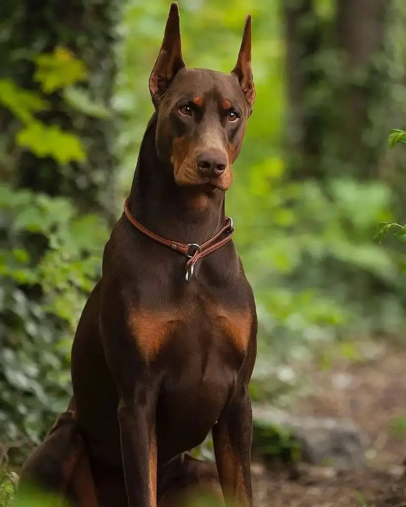 Ultimate Guide to Doberman Pinscher Training: Tips, Techniques, and Tools