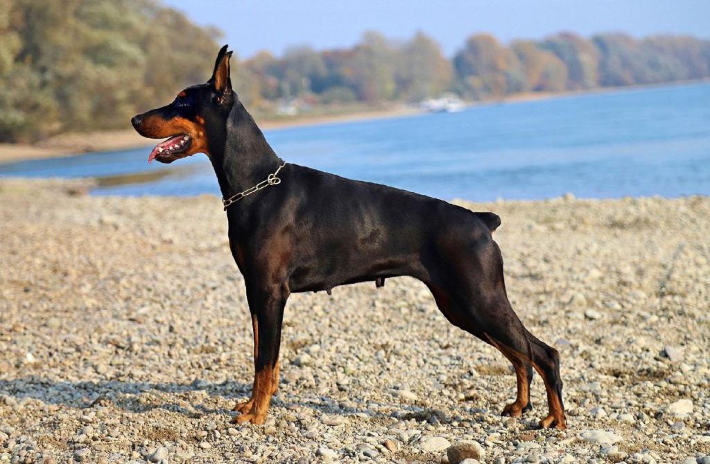 Ultimate Guide to Doberman Pinscher Training: Tips, Techniques, and Tools