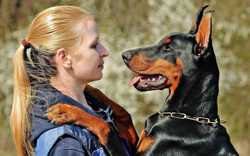 Ultimate Guide to Doberman Pinscher Training: Tips, Techniques, and Tools