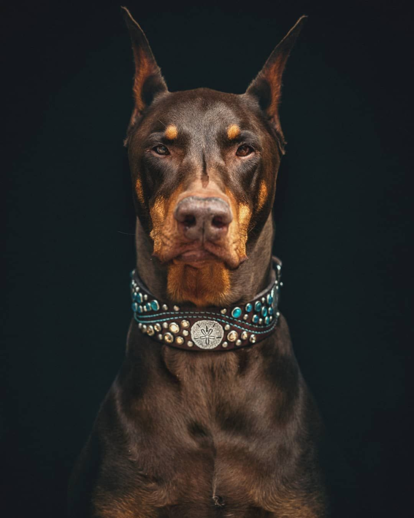 Do Dobermans Shed ? Tips and Tricks for Managing Shedding