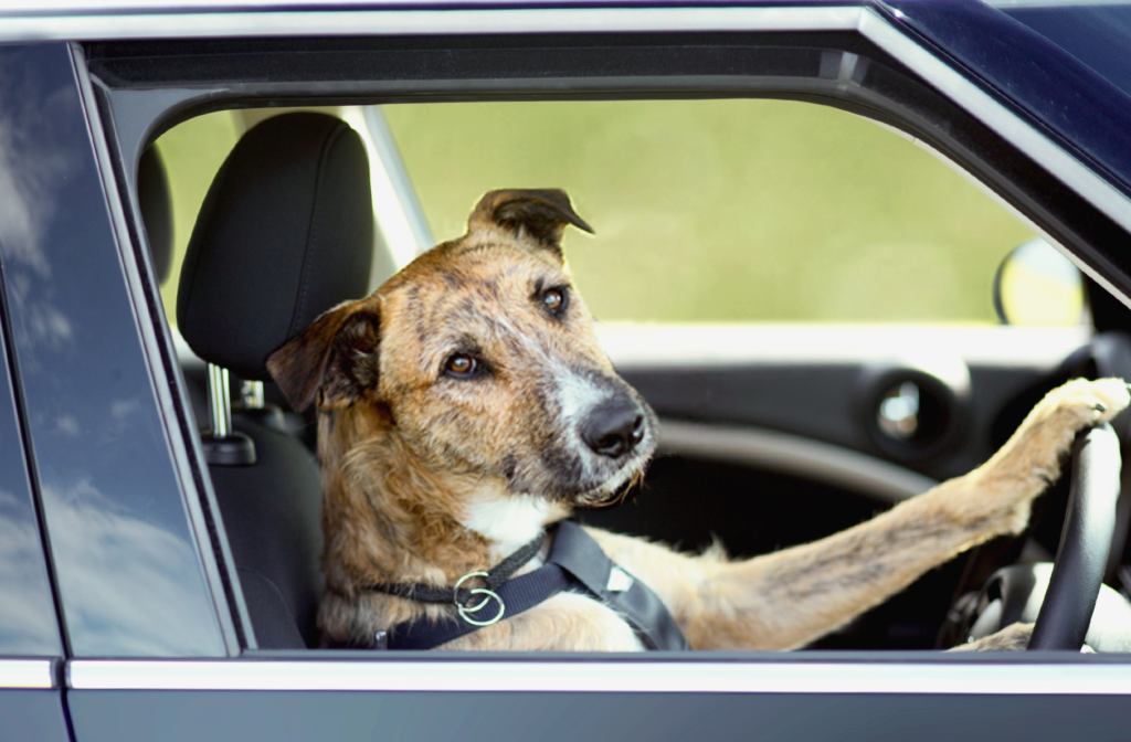 Preventing and Treating Travel Anxiety in Dogs