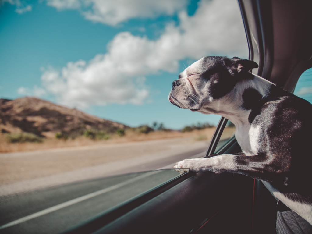 Preventing and Treating Travel Anxiety in Dogs